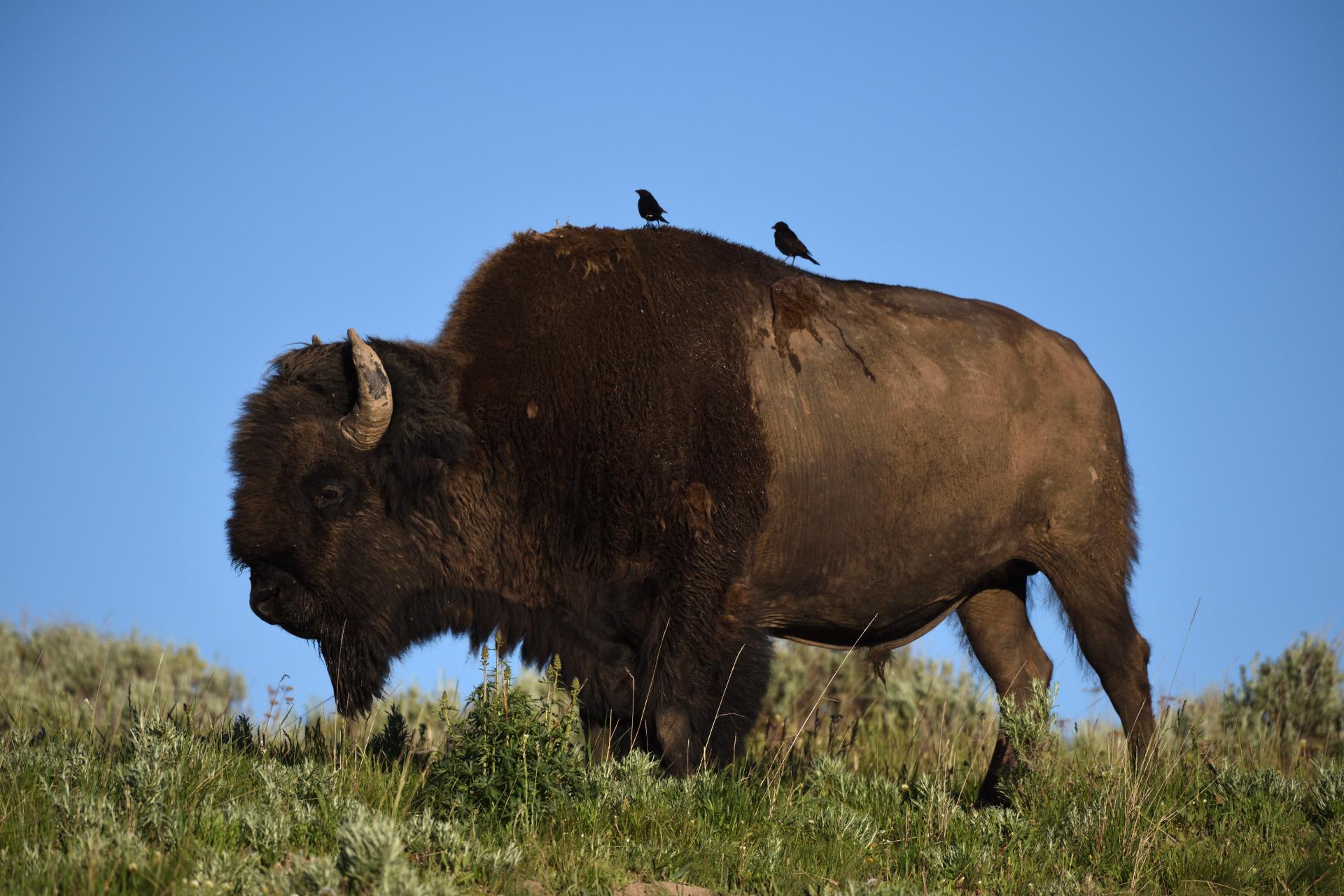 06 - Bison im Yellowstone
